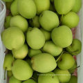 Nova Colheita Fresh Green Shandong Pear